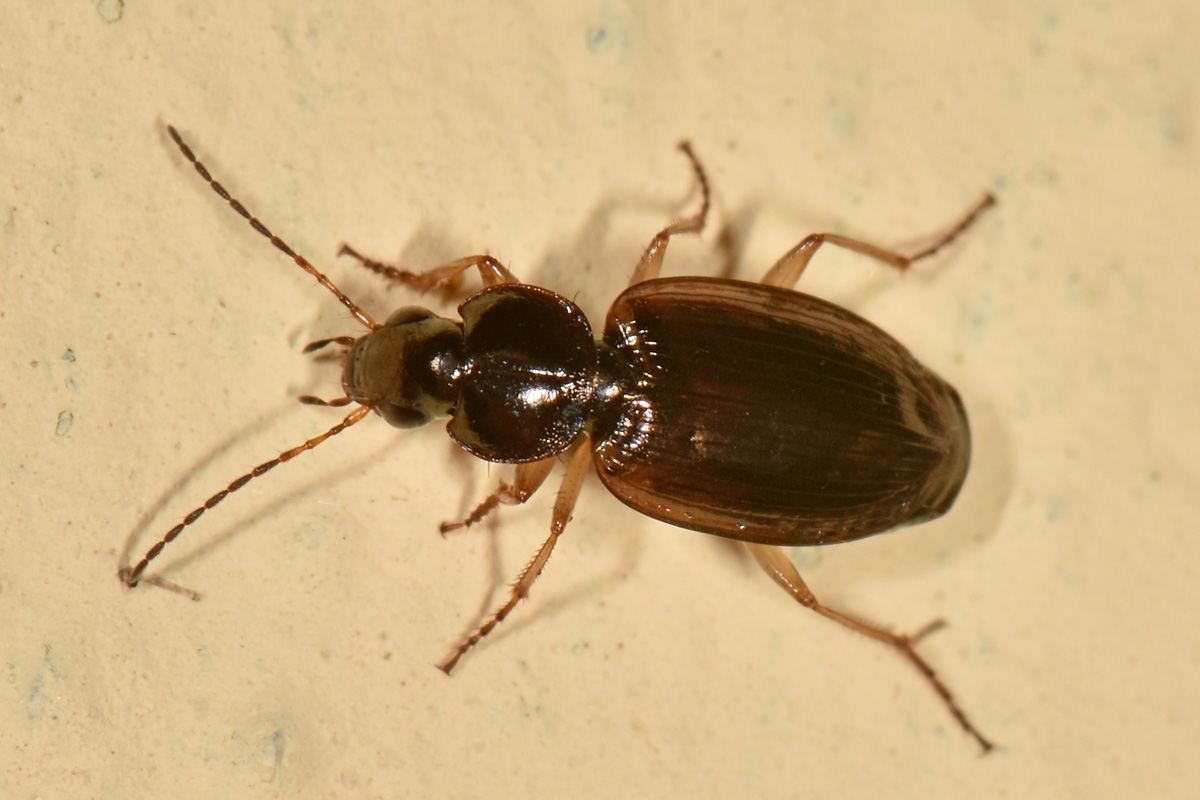 Carabidae: Olisthopus glabricollis & fuscatus?